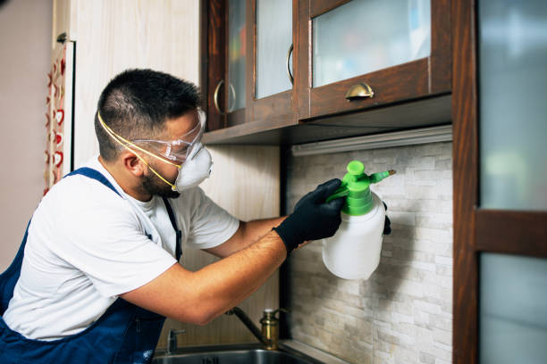 Best Wasp Removal Services  in Laurens, IA