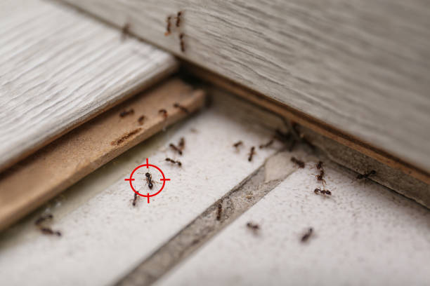 Best Flea Control Services  in Laurens, IA