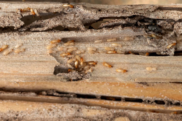 Best Bed Bug Extermination  in Laurens, IA