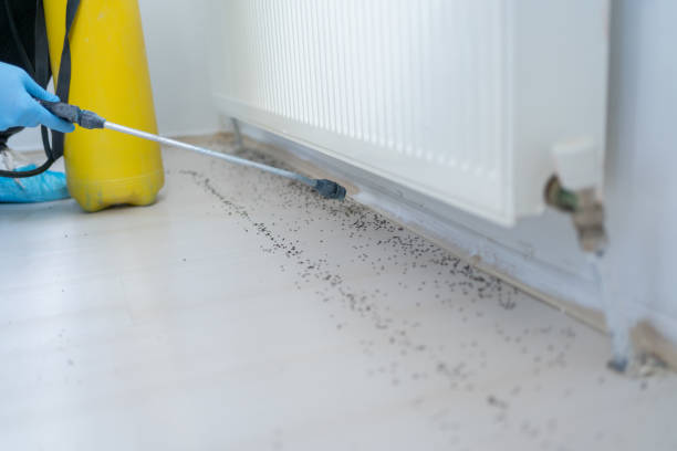 Best Ant Control Services  in Laurens, IA